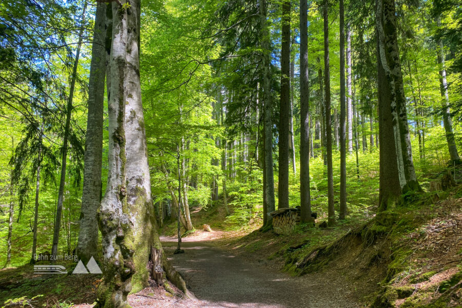 Die Wanderwege rund um den Freibergsee sind von mächtigen Buchen und Tannen umgeben. Foto: POW AT